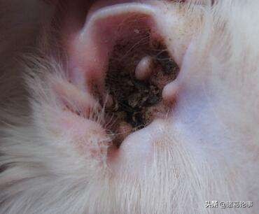 猫和狗耳朵外观有什么区别,耳朵内感觉有虫子爬怎么办