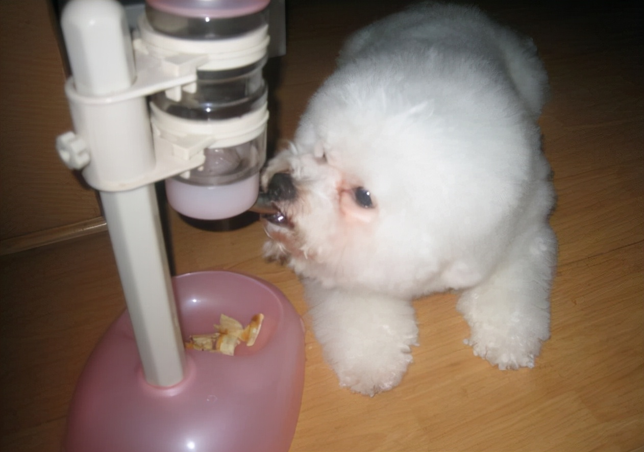 比熊犬有什么好处和坏处,怎么让比熊犬寿命更长