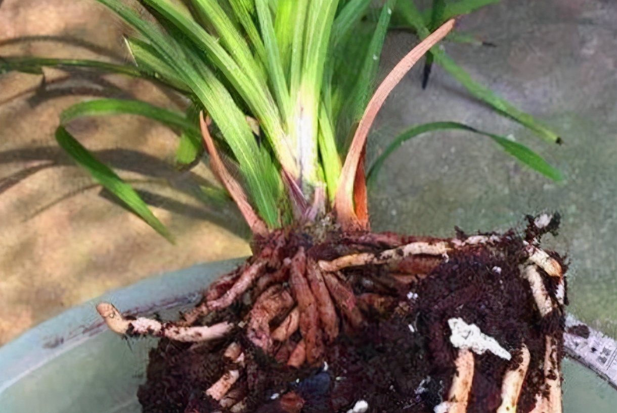 花卉水浇多了烂根怎么办,盆花水浇多了怎么办