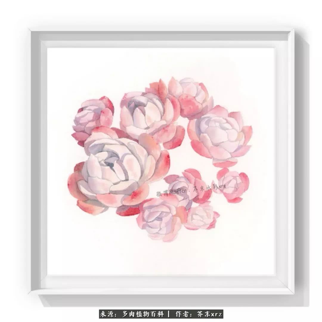 那个爱画多肉的小姑娘带着她的心头肉又来啦！