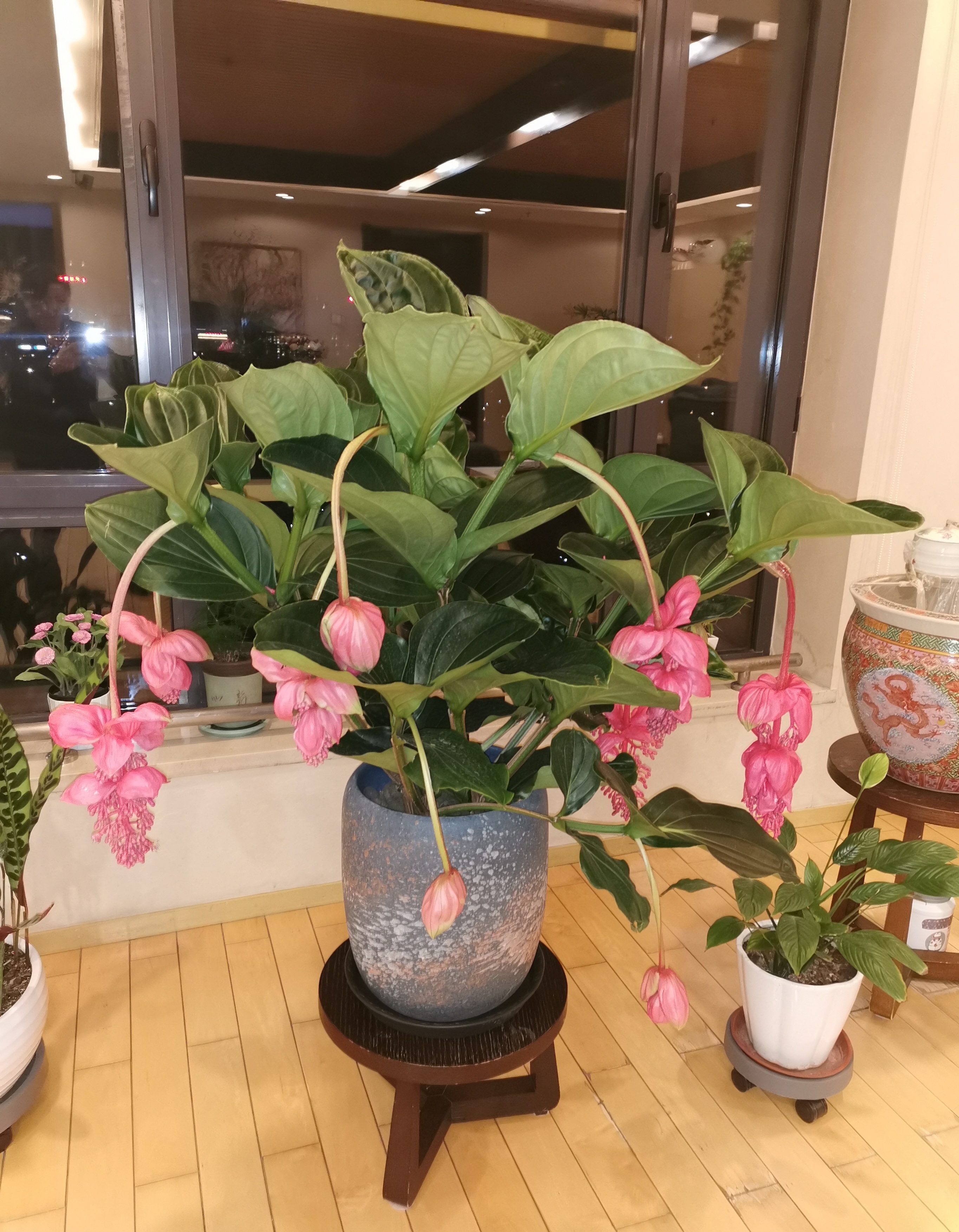 好养的贵族花,4种花便宜好养又漂亮