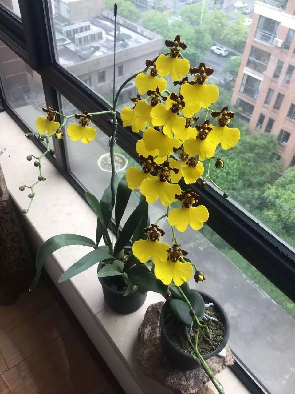 吉祥兰品种大全,六种吉祥兰花