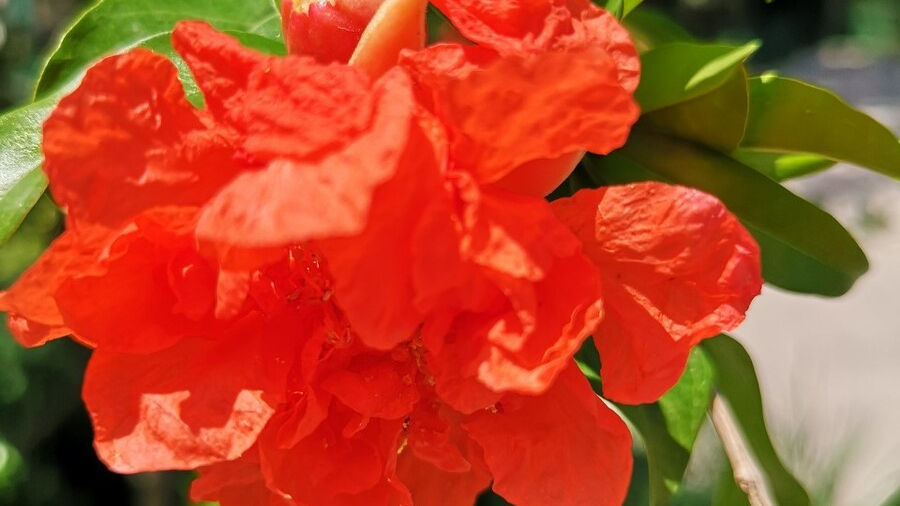 翦碎红绡却作团。读石榴花的古诗词，品古人情怀，感岁月静好