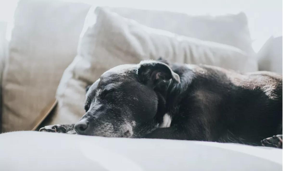 狗狗库欣病如何治疗,狗狗得库欣氏综合征吃啥药