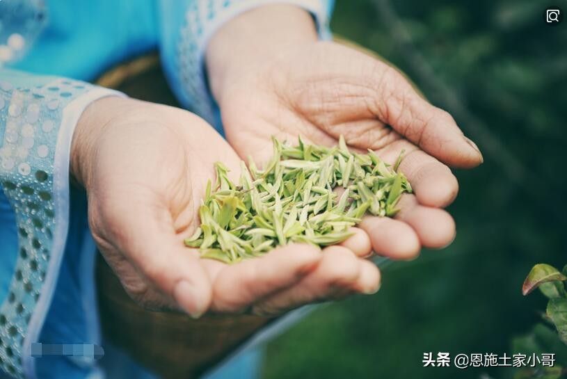 恩施土家人文地理：行游恩施，忠路雾洞春茶香