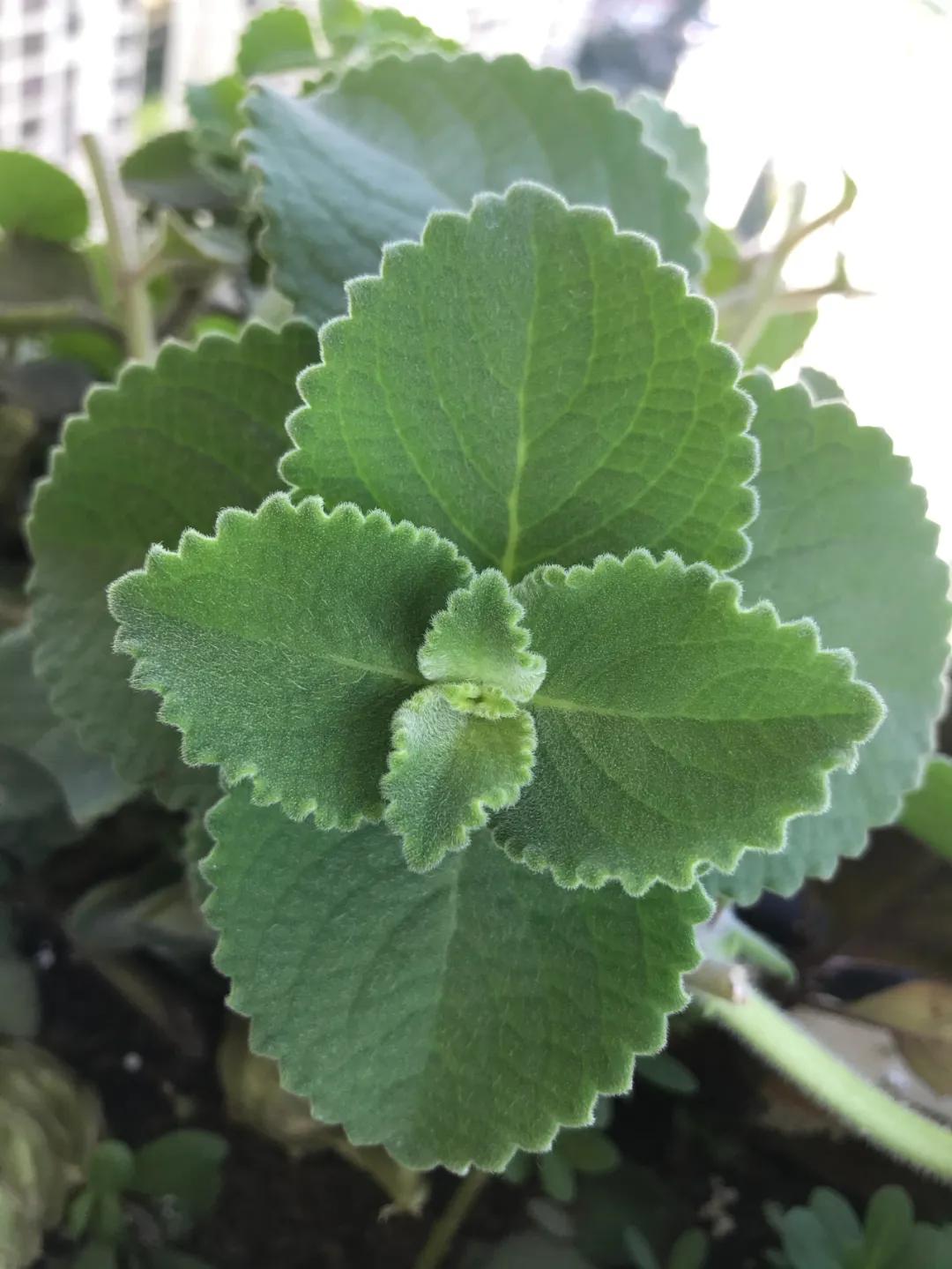 神奇的青草药膏,止痒青草药膏怎么制作