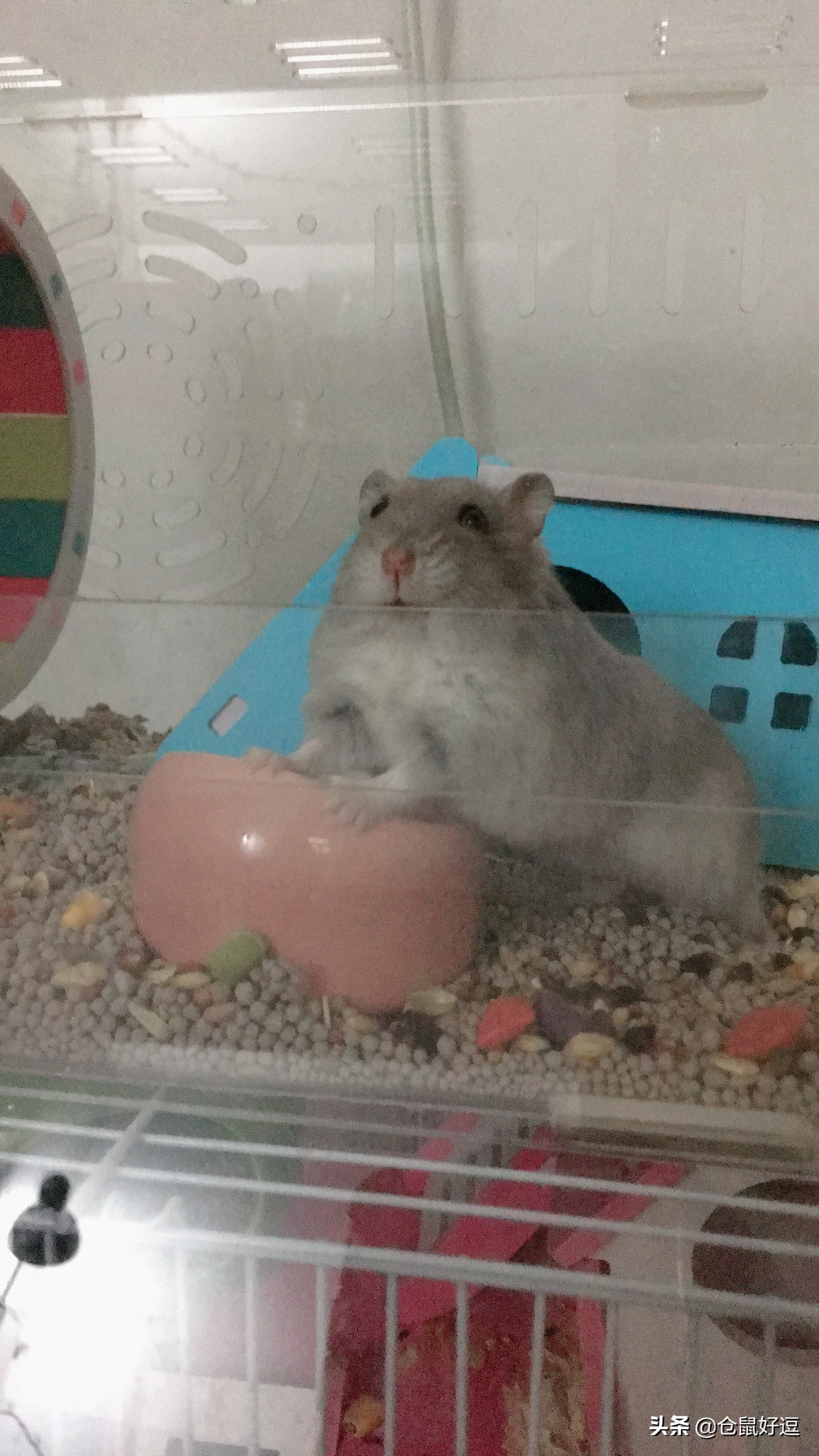 小仓鼠到底能不能吃水果,仓鼠生宝宝了一天要吃几个面包虫