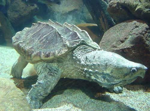 鳄龟的天敌是谁,鳄龟在野外几乎没有天敌