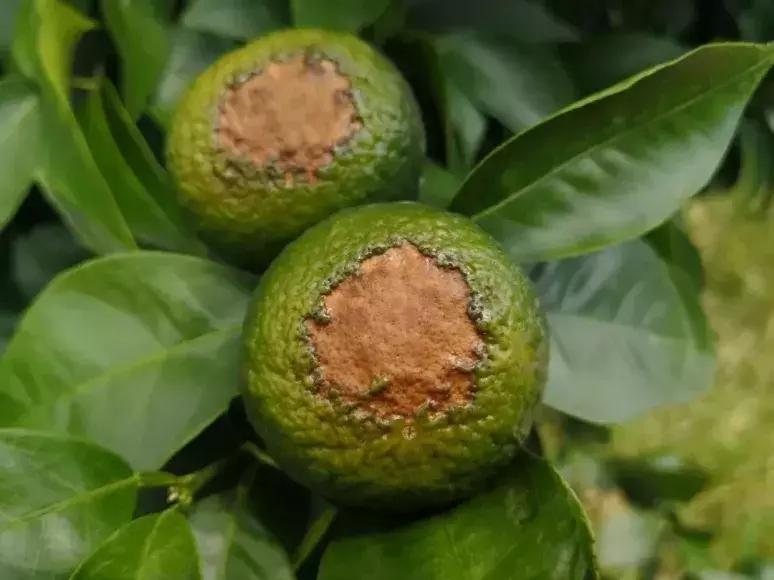 矿物油药害解除,矿物油防治什么病虫害