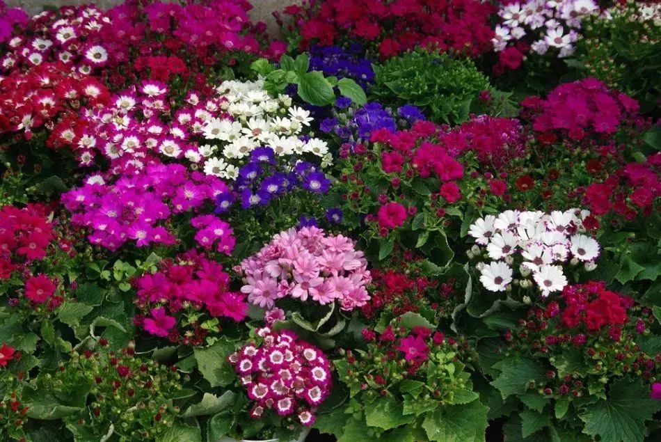 看到花的时候,不知是什么花?那就收下这份百花图谱