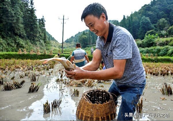 稻田养鱼为什么这么火,为什么现在不提倡稻田养鱼