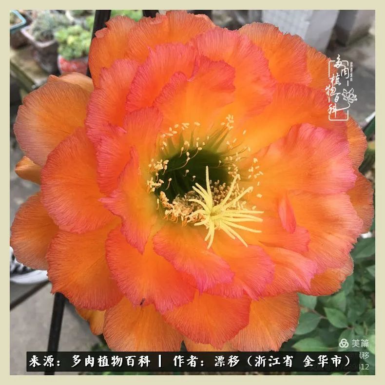 仙人球开花并散发着香味,仙人球花盛开吐露芬芳