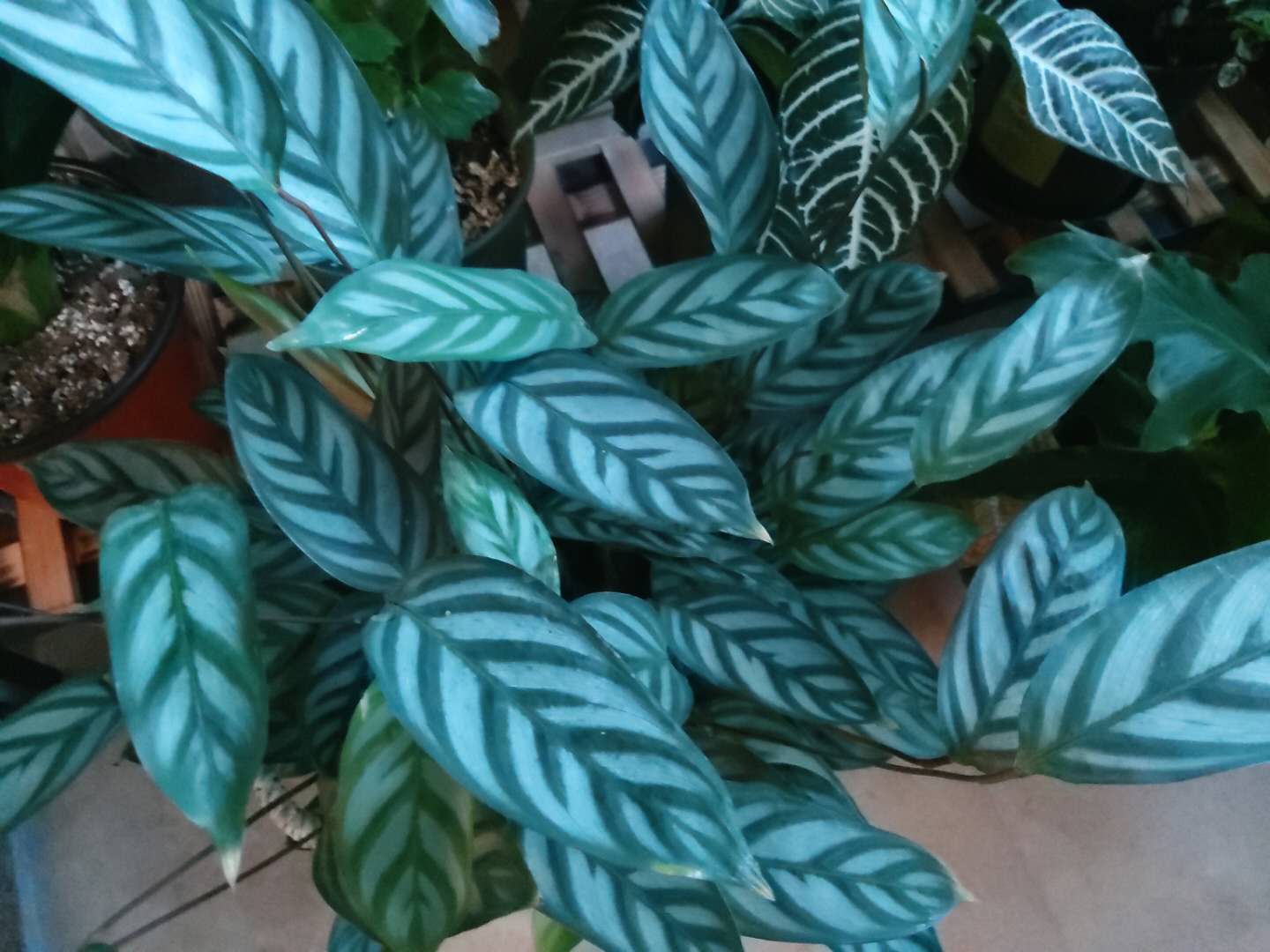 家庭”养花“,怎么选”肥?无需多用,2种“就够”