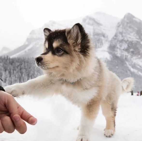哈士奇俄罗斯土狗,哈士奇西伯利亚犬图片