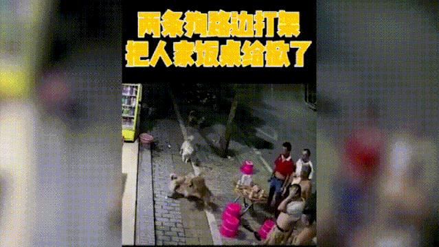 社会狗打架事件,社会狗打架