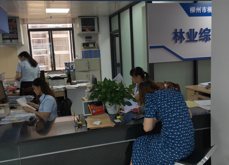 林木采伐许可证多久办下来,柳州市柳江区林木采伐证查询