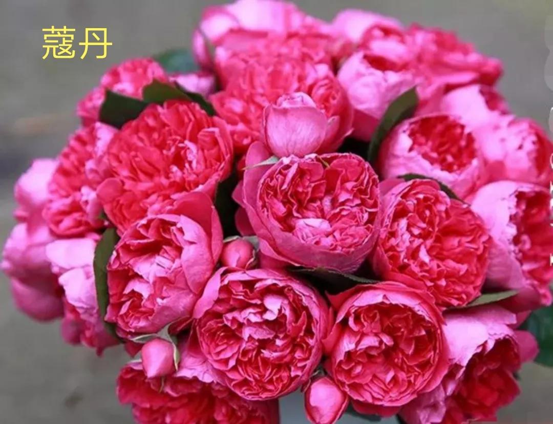 切花火焰月季的优缺点,常见切花月季一览