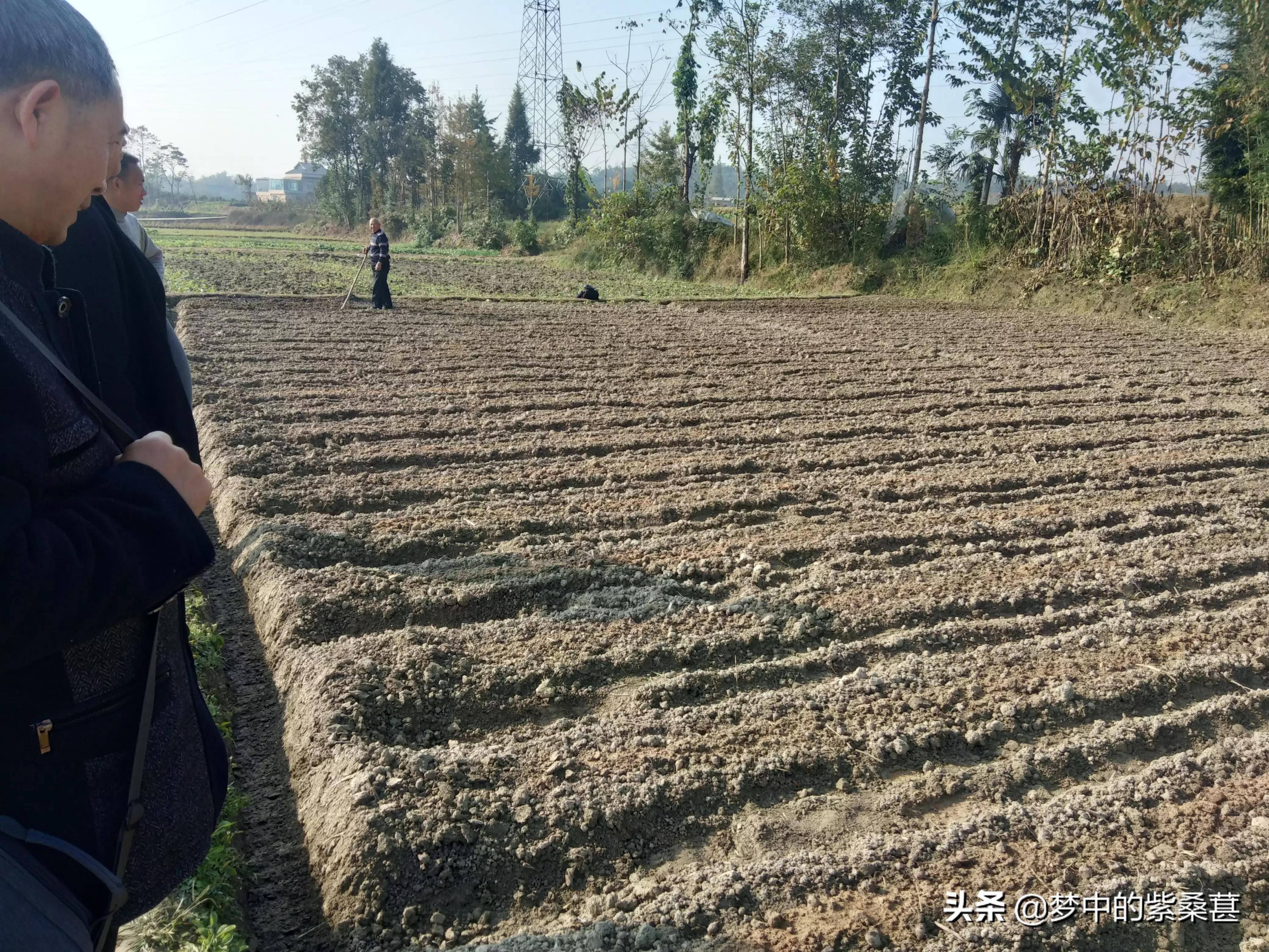 真正的江油附子,江油附子的功效