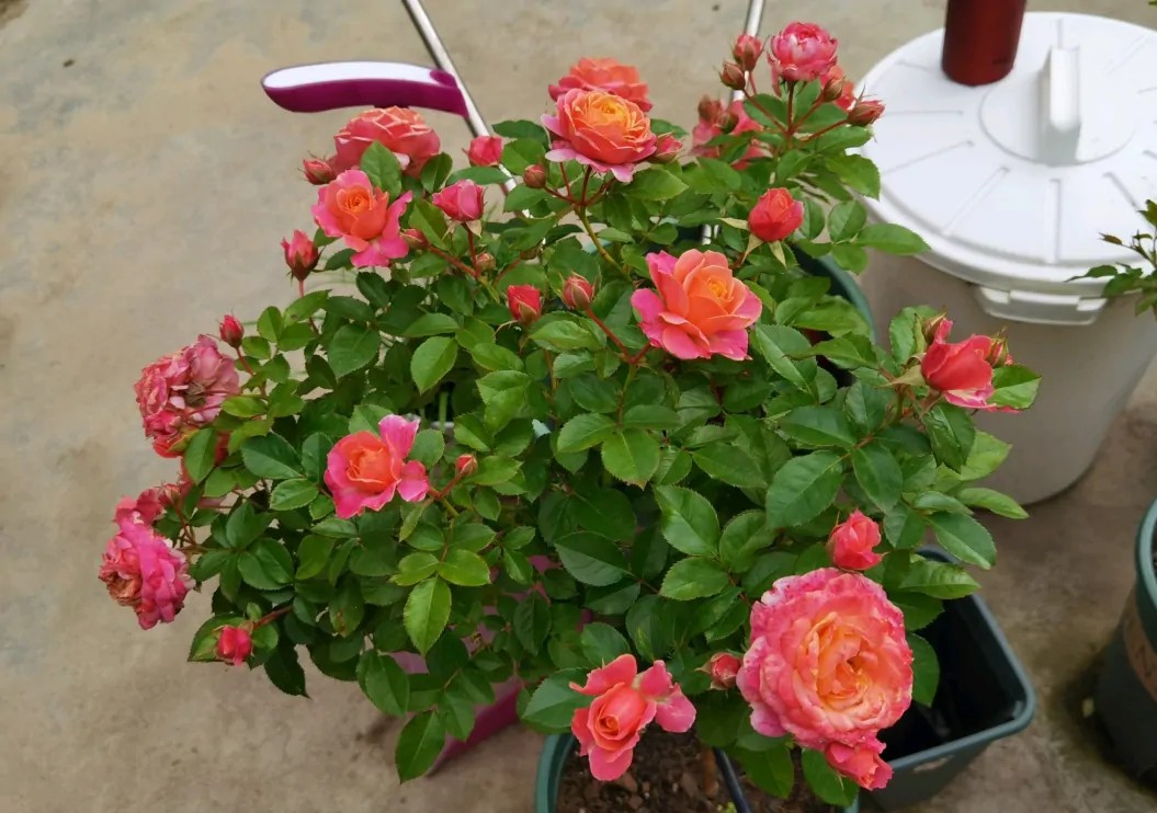 100种月季经典品种,100种经典月季品种