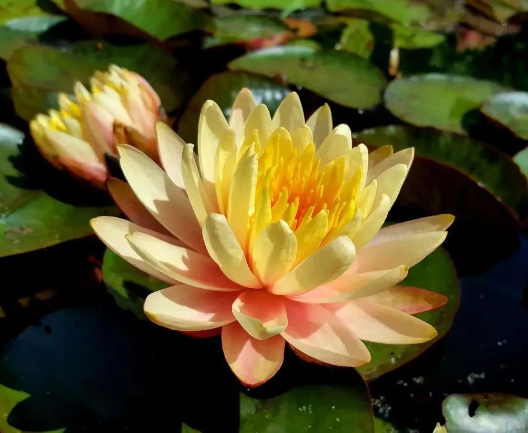 睡莲的生长过程资料,睡莲的生长变化过程