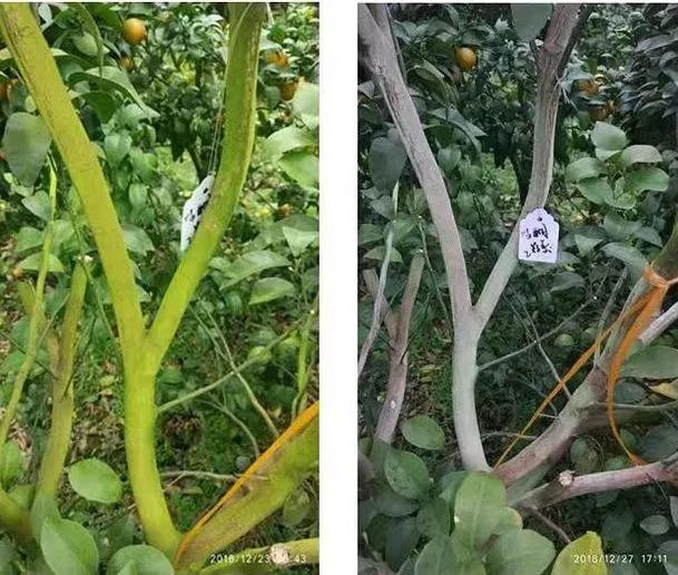 种果树总长青苔，真头疼！教你三招，让青苔消失