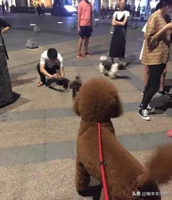 泰迪见到小狗的反应呆萌呆萌的,小泰迪第一次见到巨型泰迪