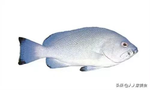 最好的十种石斑鱼,最漂亮的几种石斑鱼