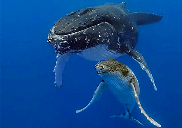 蓝鲸是哺乳动物吗怎么哺乳,鲸哺乳方式