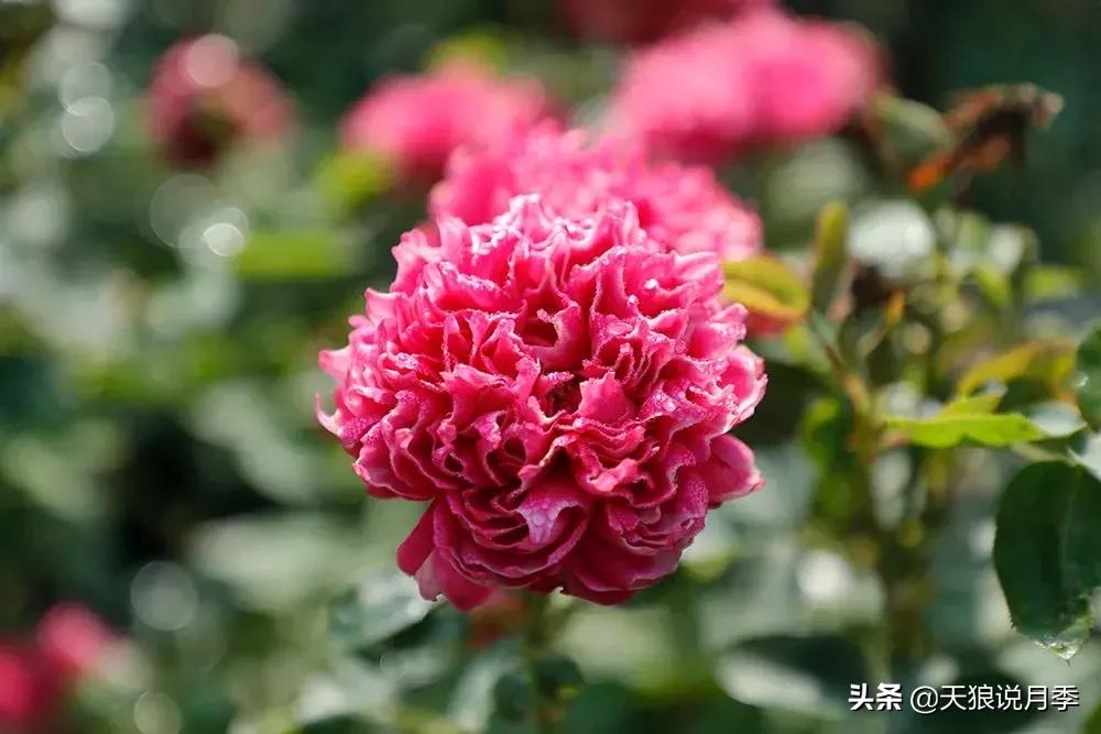 天狼自育哪个品种最好,天狼月季紫雾凝霜