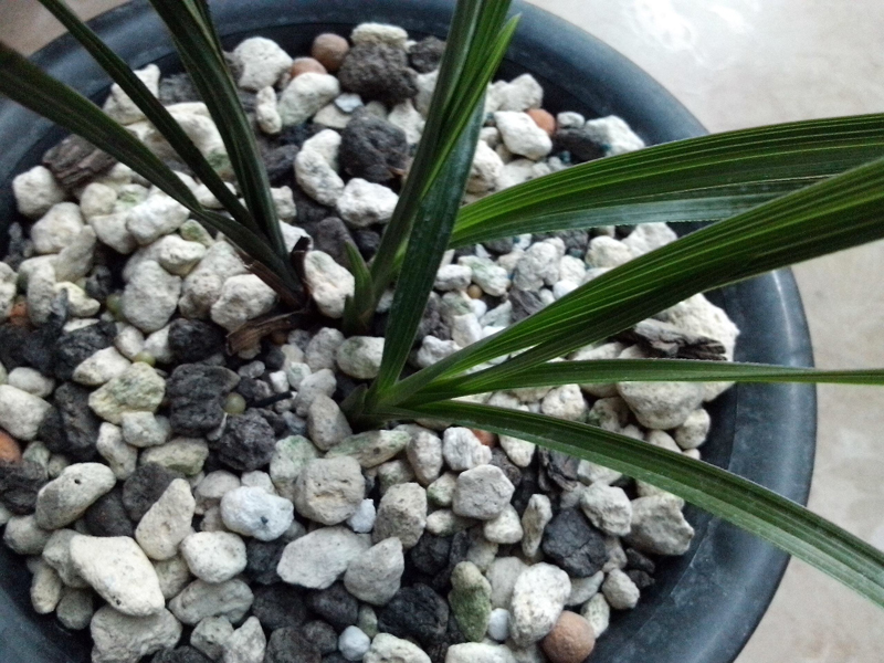 植金石是养兰花最好的硬植料吗,兰花泥炭和轻石配土比例