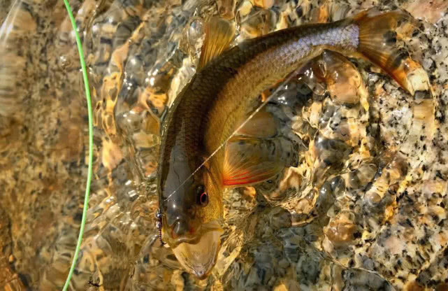 它是一种钓鱼的用具,更像是一件艺术品,国外叫飞绳我们叫毛钩