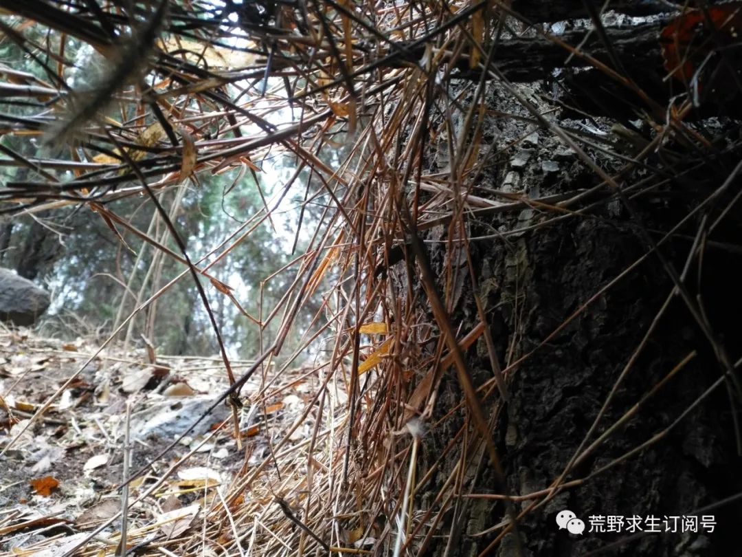 野外生存中木炭的作用和功效,木炭的用途及其对应的性质