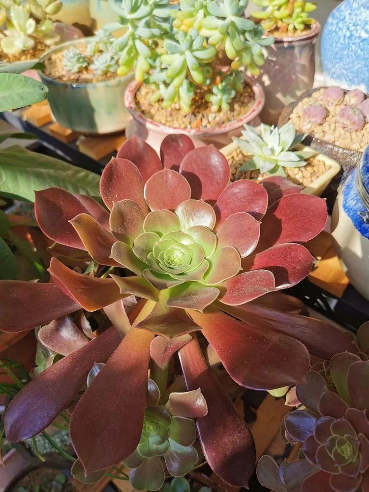 适合北方阳台党养的多肉,适合养在北阳台的多肉