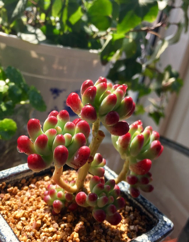 他养多肉10多年,总结出9个易出“高价老桩”的品种,适合新手