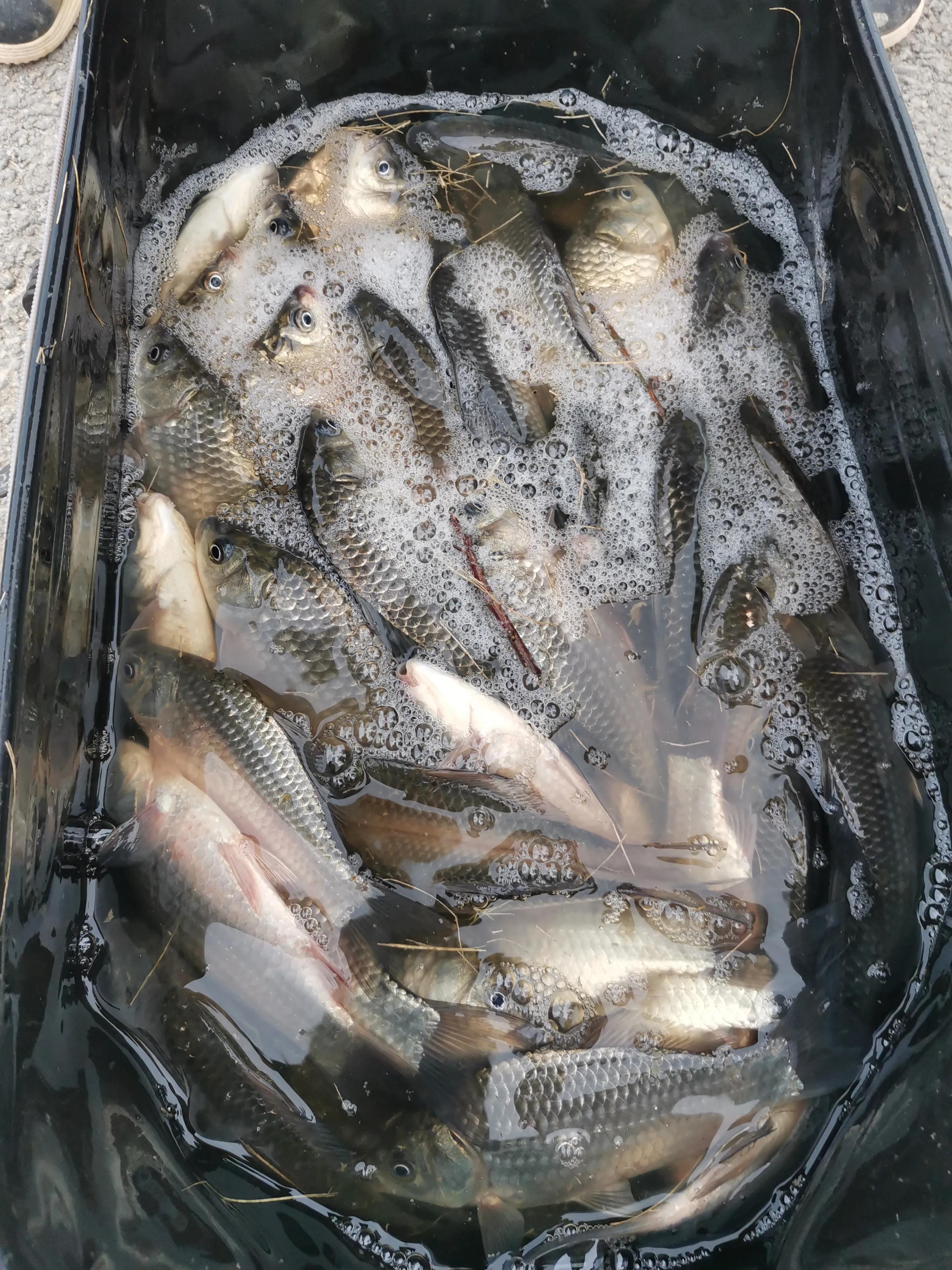 从20块钱的鱼竿开始入坑,购买鱼竿的十大坑