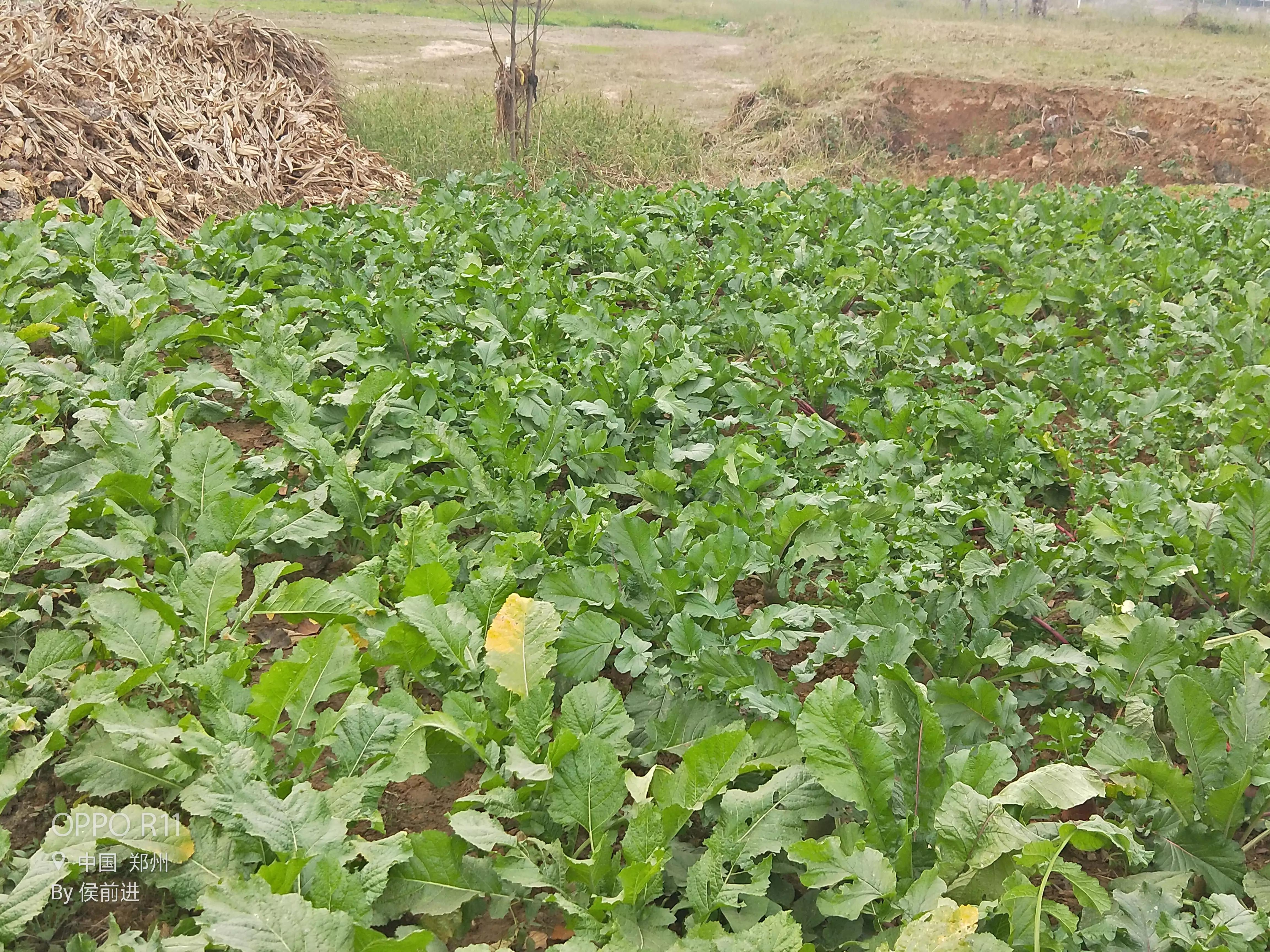 魅力乡村,美丽少妇