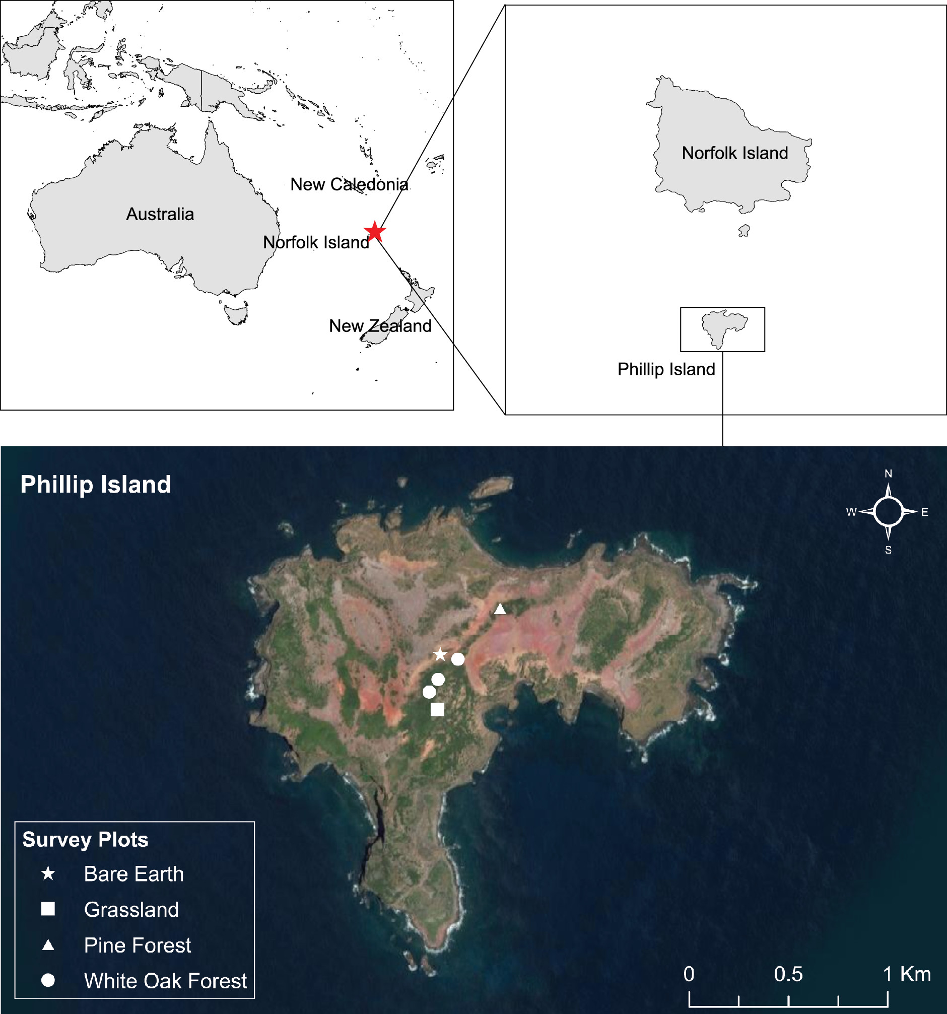 最大蜈蚣捕食,巨型蜈蚣vs海鸟