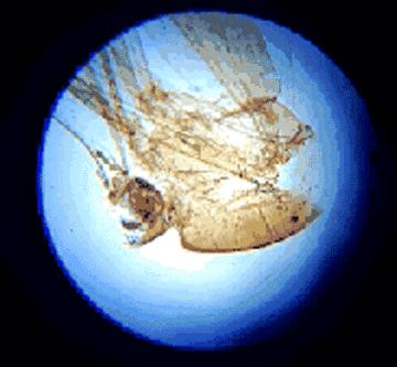 显微镜的价格最便宜的,日本口袋放大120倍显微镜