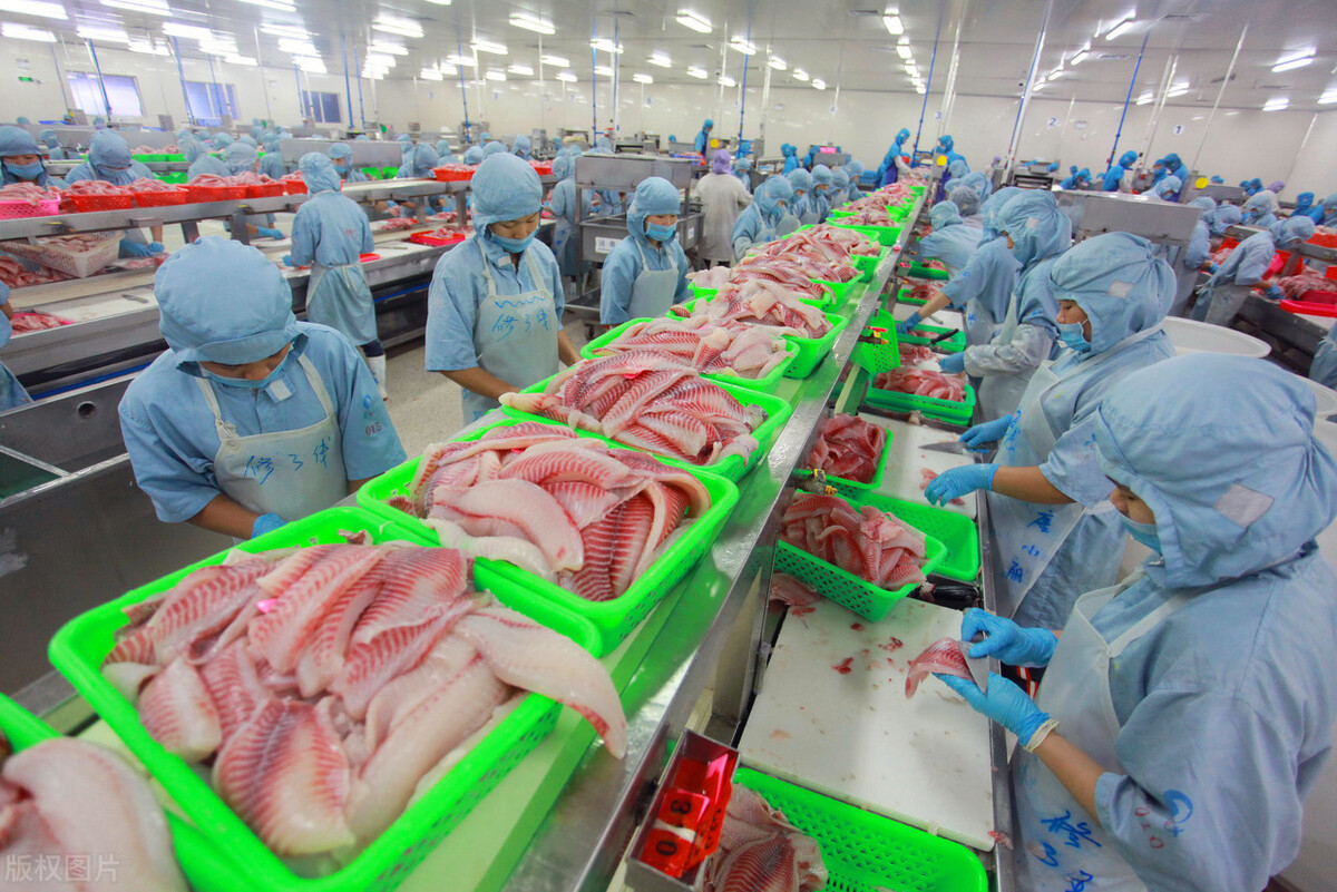 脆肉罗非鱼去刺,罗非鱼性价比最高的鱼