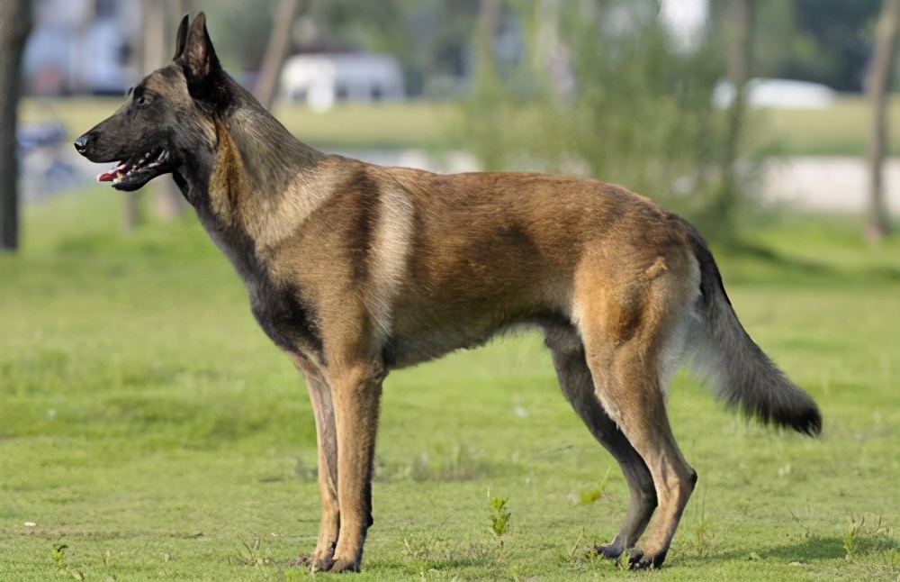 狗尾巴怎么样才是卷尾狗,狗尾巴向上翘是不是不纯