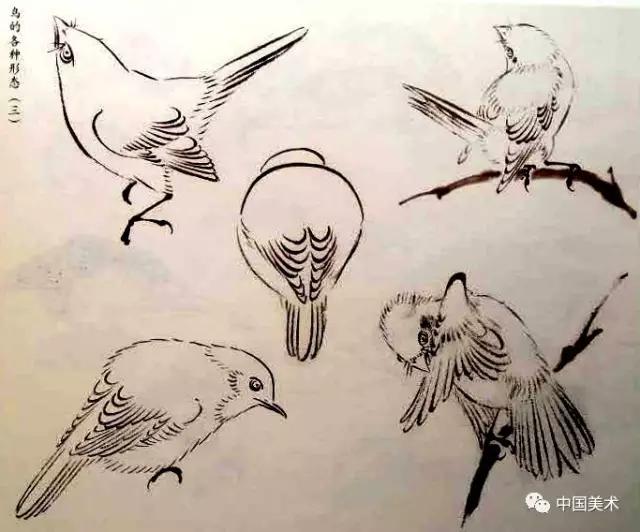 禽鸟画教程,最简单的禽鸟画法