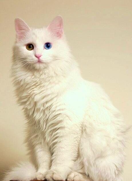 中华田园猫品种排行,中华田园猫的品种大全及图片