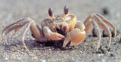 童趣赶海游戏,童趣大冒险赶海