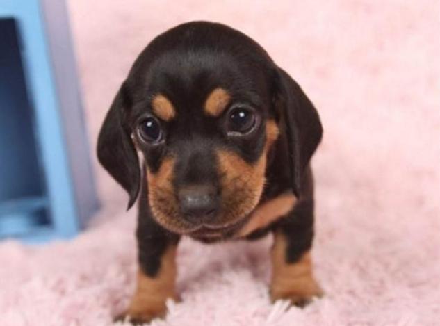 小型犬适合家养的不爱掉毛,十大适合家养的小型犬