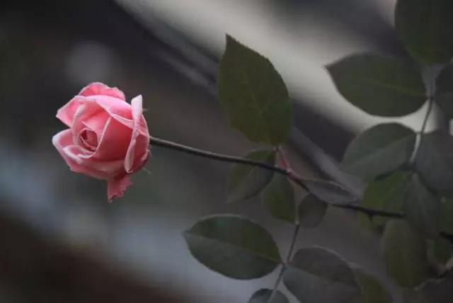 至爱之花,至爱之花歌曲