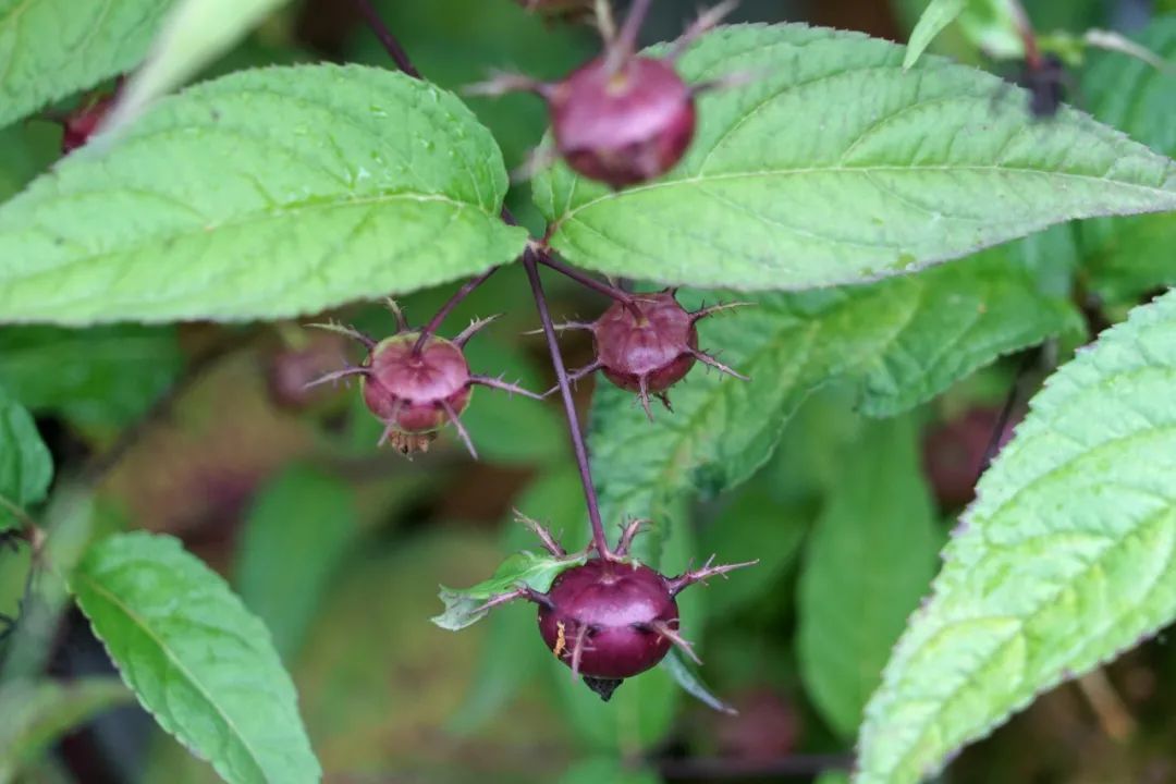 大理特色农业小镇,大理乡村发展现状和发展趋势