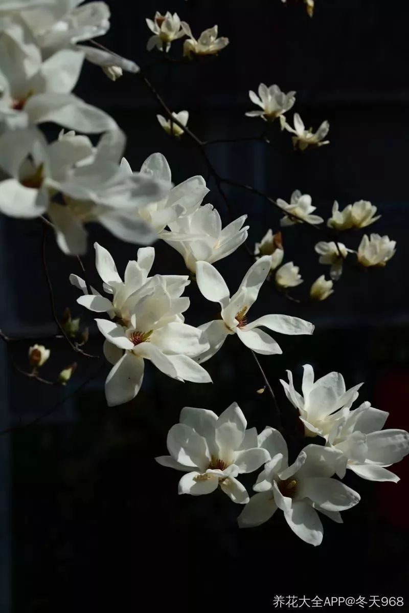 看到花的时候,不知是什么花?那就收下这份百花图谱