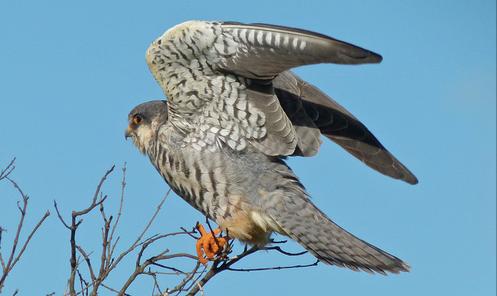 东江揽胜,惠州淡水常见鸟类图谱
