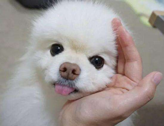 博美脾气大是什么原因,博美恨主人的5大表现