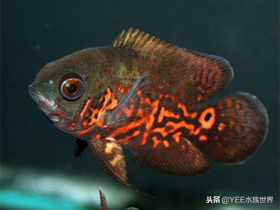 新手一缸养多种鱼不死,一缸养几条鱼最好